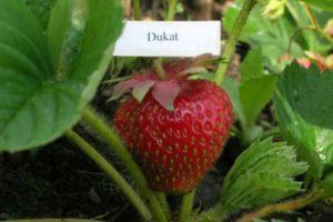 Beschrijving en kenmerken van Dukat-aardbeien, planten en verzorgen