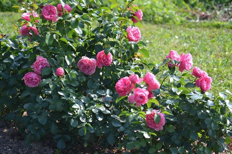 rose pruning