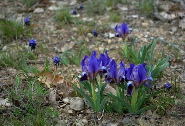 Dwarf irises