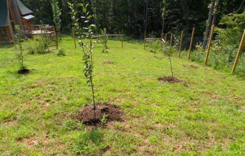 plantation de prune