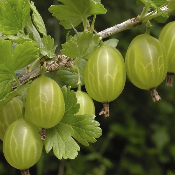 hinnomaki gooseberry