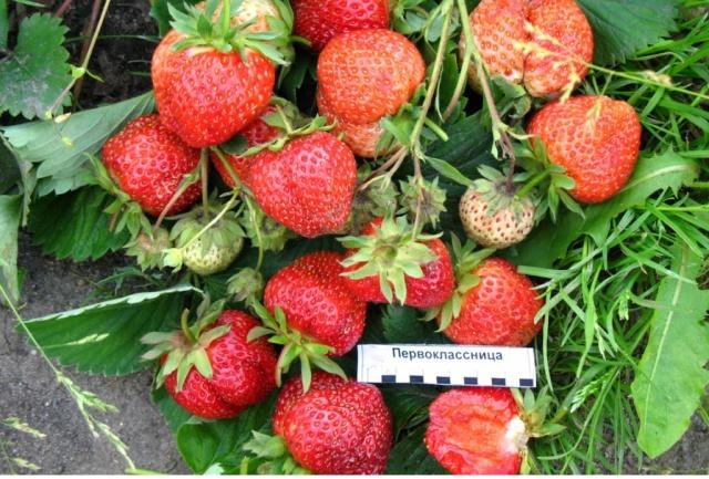 fraise première niveleuse