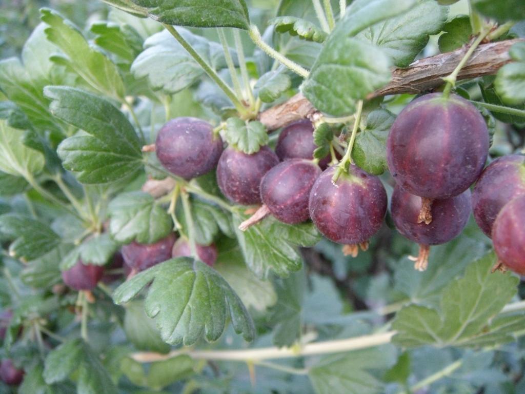 komander gooseberry