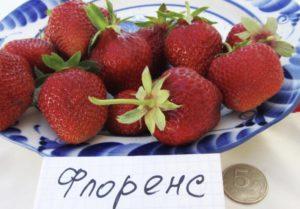 Description and characteristics of the Florence strawberry variety, cultivation and reproduction