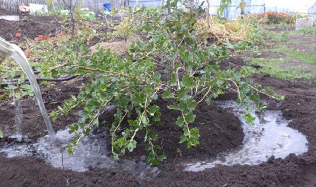 watering currants