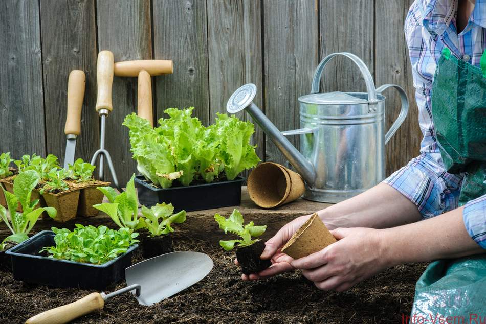 trabajo de jardinería