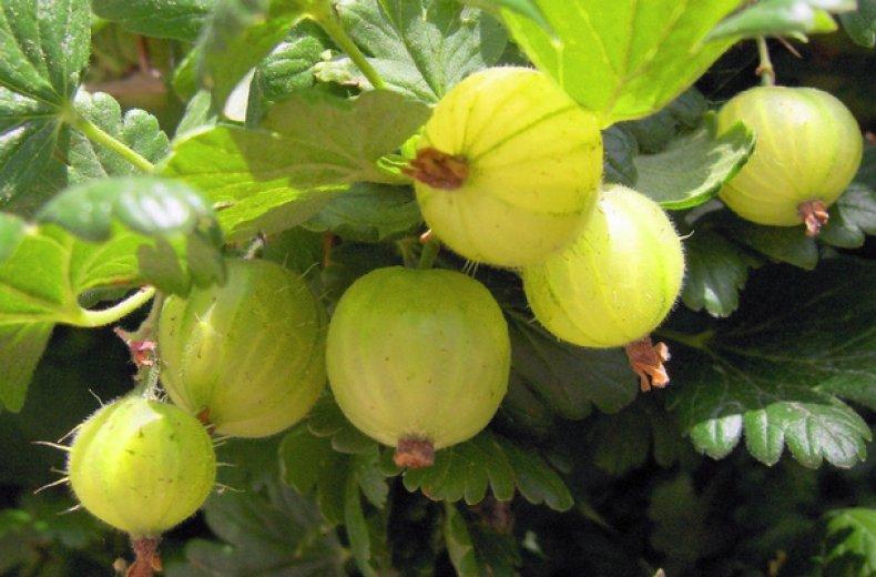 gooseberry beryl