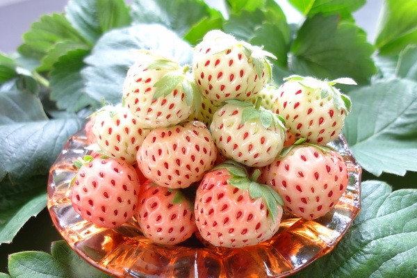 pinya ng strawberry