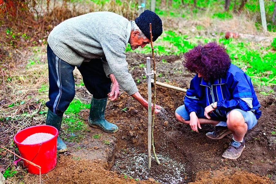 planter une pêche