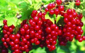 Description of the red currant variety Jonker van Tets, cultivation and care