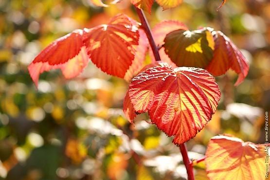 les feuilles deviennent rouges