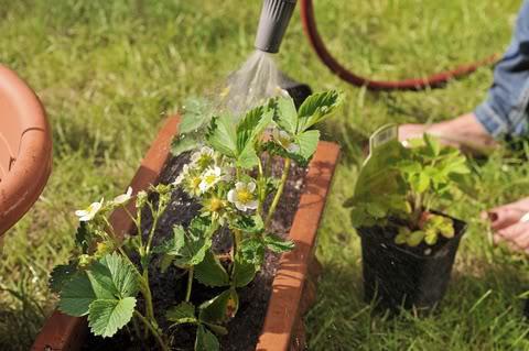 sprinkling strawberries