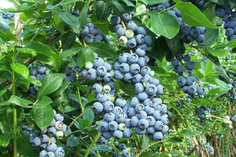 blueberry bush