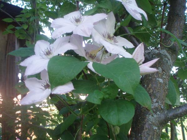 White flowers