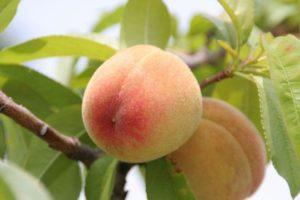 Description of the Kiev early peach variety, planting rules and care