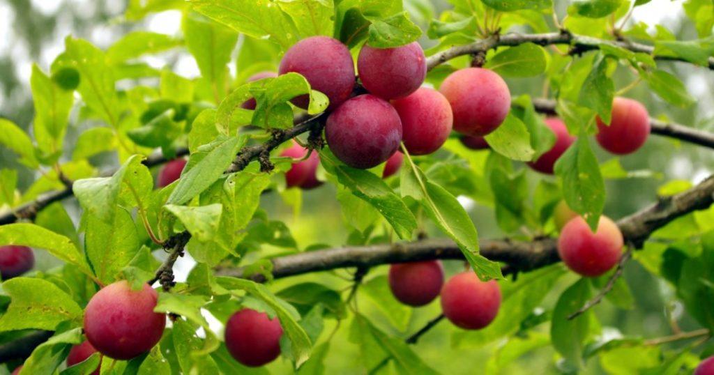 cherry plum tent