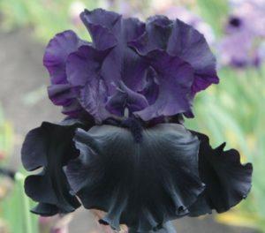 50 varieties of iris varieties with descriptions and characteristics