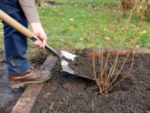 How to properly care for currants in the fall, watering and feeding, pruning and preparing for winter