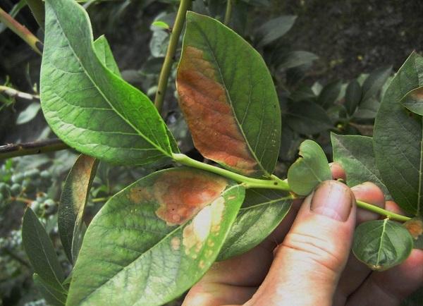 enfermedad del arándano