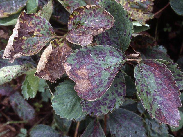 feuilles de fraise curl