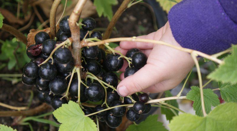 currant treasure