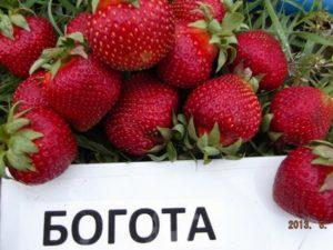 Description and characteristics of Bogota strawberries, planting and care