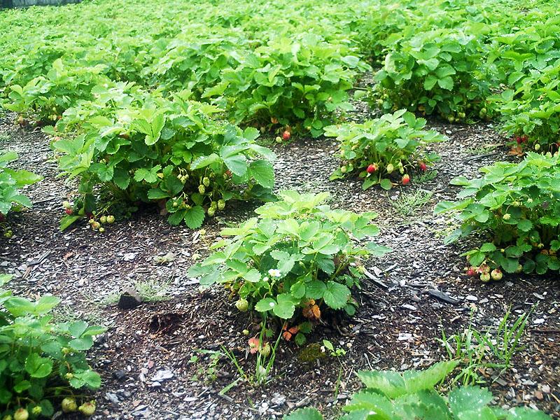 strawberry bushes