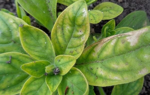  Chlorose de pétunia