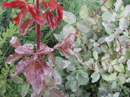 powdery mildew on roses