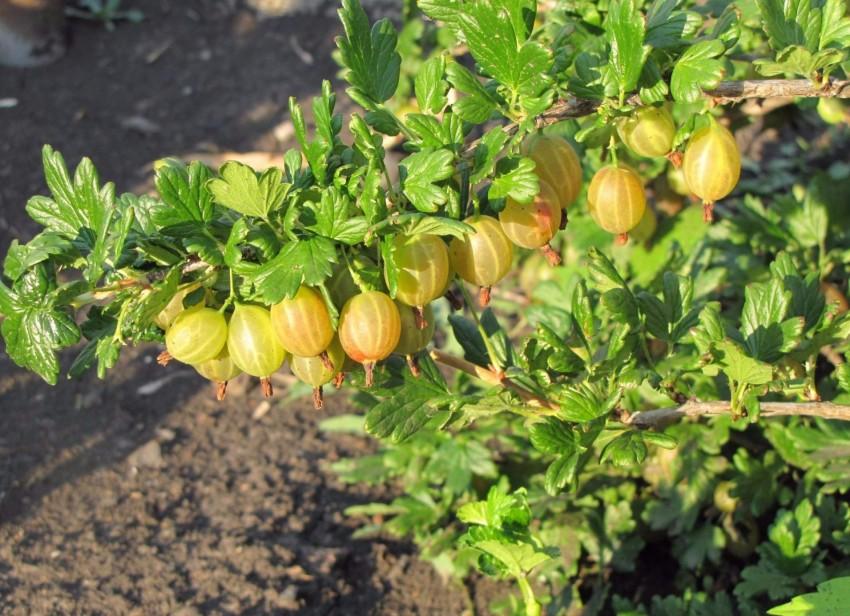 belukar gooseberry