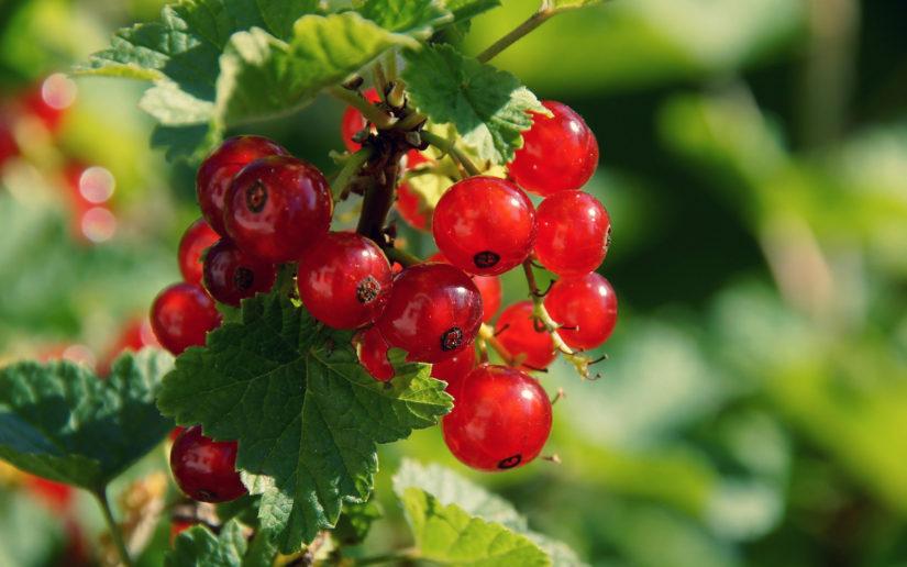 currant on a trunk