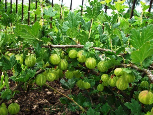 belukar gooseberry