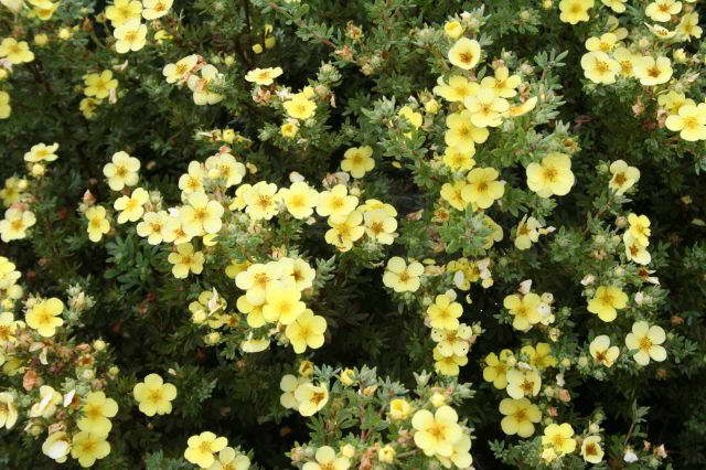 bushes ng mga bulaklak