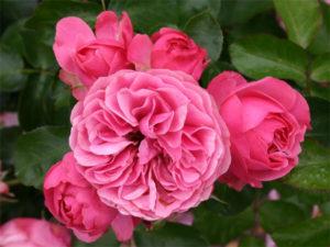 Description of Leonardo da Vinci rose varieties, planting, cultivation and care