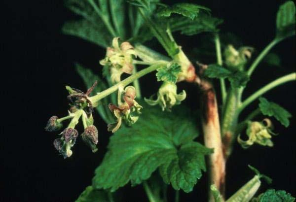 Currant tuberculariosis