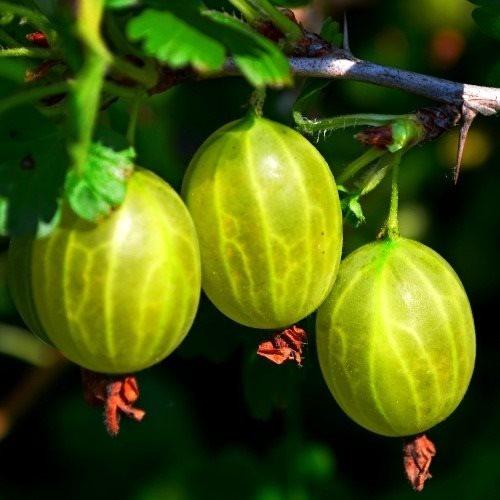 gooseberry malachite