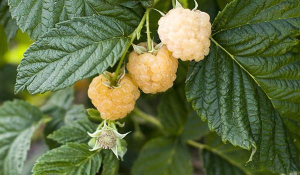 white raspberry