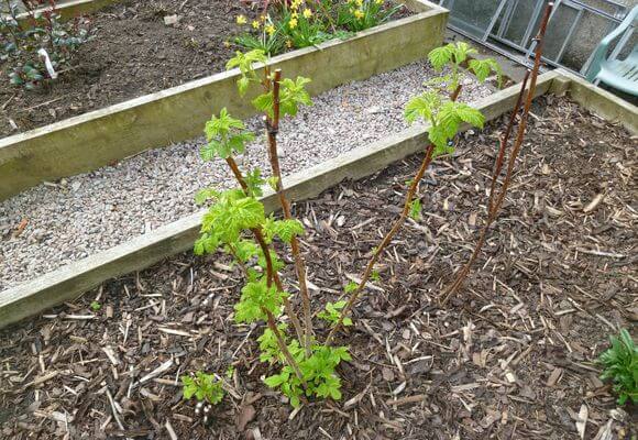 semis de framboise