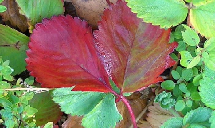 leaves turn red