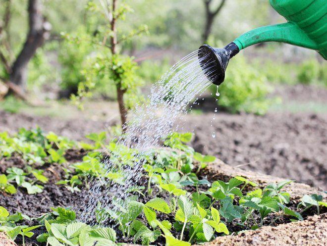 watering strawberries