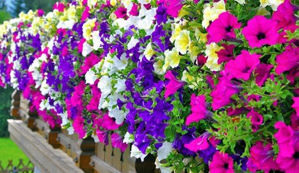 watering petunias