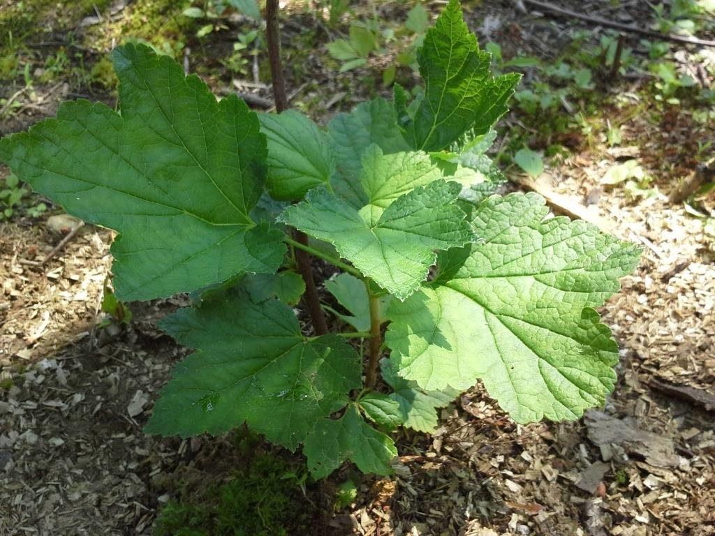 plantation de groseilles