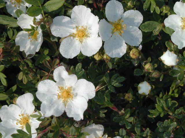 arbusto cinquefoil