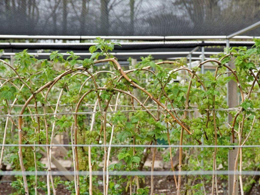 jarretière framboise