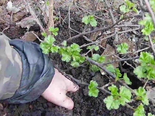 gooseberry breeding