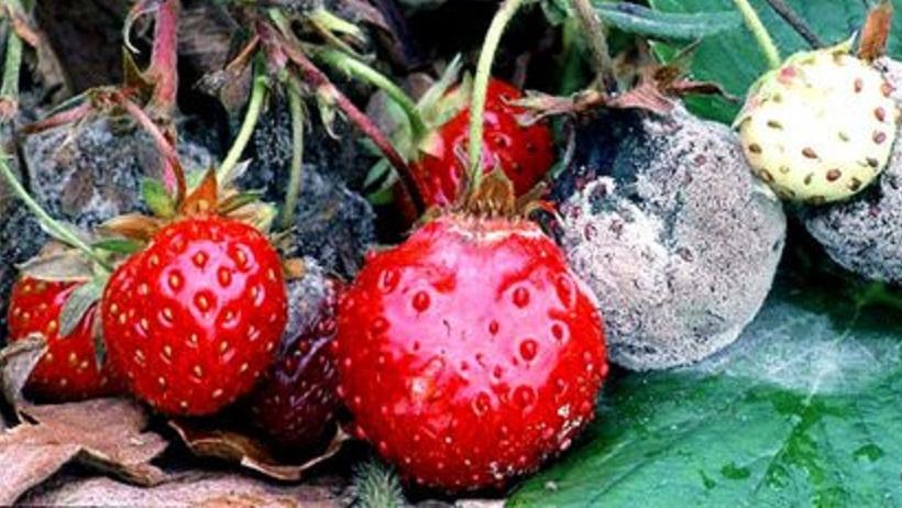 Pourriture des racines (maladie de Rhizoctonia)