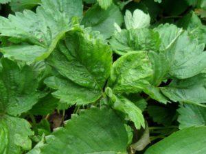 Bakit ang strawberry ay umalis sa curl at kung ano ang gagawin, kung paano ituring ang mga bushes