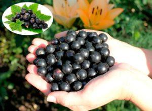 Descripción y características de la variedad de grosella Gulliver, plantación y cuidado.