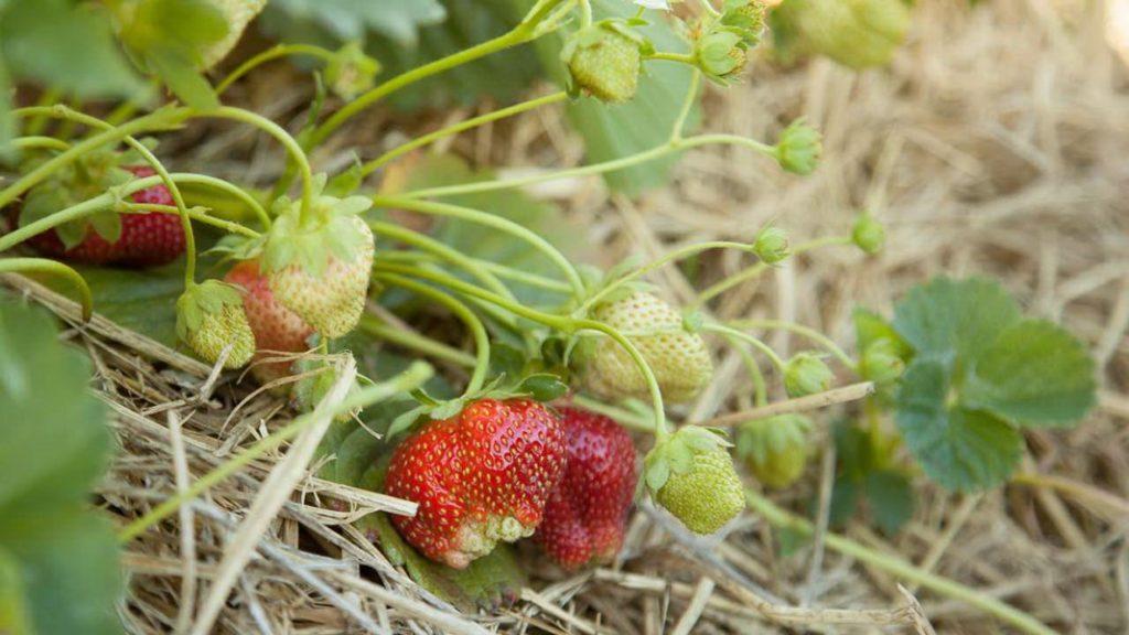 Aardbeien losmaken, wieden en mulchen