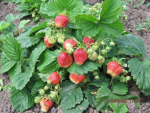 strawberry vima tarda